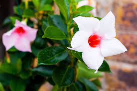 See more ideas about plants, planting flowers, container plants. Winter Care For Dipladenia