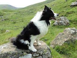 Border Collie Right At Home In The Scottish Borders Scottish Animals Border Collie Border Collie Pictures