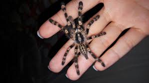 Image result for Centema subfusca