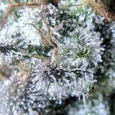 We did not find results for: How To Look At Trichomes With A Magnifier Grow Weed Easy