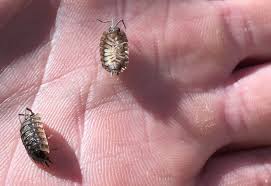 Maybe you would like to learn more about one of these? Woodlice What S That Bug