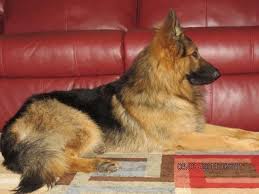Will certainly be terrific for individual security, cops work, pet or sport. Beautiful Akc Black Red Long Hair German Shepherd Puppies For Sale For Sale In Litchfield Ohio Classified Americanlisted Com