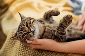 What are the signs that a cat has cancer? Laryngitis In Cats Apple Valley Vets