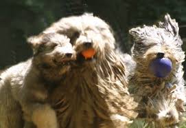 Bergamasco Originally From Iran The Bergamasco S Most Unique Characteristic Is Its Coat Which Contains Dog Hair Go Bergamasco Dogs And Puppies Breeds