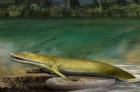 Sebenarnya gagasan evolusi pertama kalinya bukan diperkenalkan oleh darwin, tetapi kita dapat menelusurinya sampai ke yunani kuno. Ikan Purba Ini Menunjukkan Bukti Pertama Dari Evolusi Jari Tangan Ikons Id