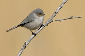Birds Of Western Washington Identification Bushtit Backyard Birds At Swim Two Birds Bird Outline