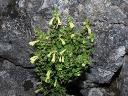 Image result for Scutellaria schweinfurthii