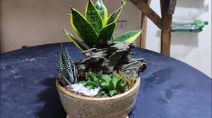 Adding to it just a few succulent plants, hanging plants and some vividly colored cacti will give it a distinctive look found no where else in your garden. How To Make Dish Garden Simple Design Youtube