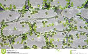 Chloroplasts are vital organelle found in green plants. Chloroplasts In Cells Stock Footage Video Of Natural 36271005