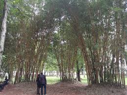 Walalahoi muliro gardens picture 2mapaorg source. At Masinde Muliro Gardens Wangechi Gitahi Travels