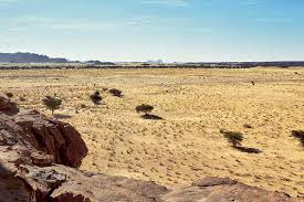 Image result for Floscopa leiothyrsa