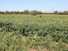 Image result for durman obecný plod