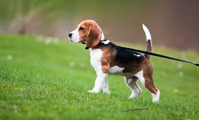 Small brown and white dog. 15 Tricolor Dog Breeds Black Brown White All Over