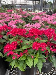 Image result for Pentarrhinum