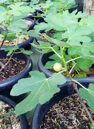 Cara budidaya buah tin sudah harus dimulai dan diperhatikan sejak pembuatan media tanam buah tin, pembibitan, cara menanam buah tin, cara merawat media tanam buah tin harus memiliki kriteria subur, memiliki aerasi yang baik, mempunyai daya pegan air dan drainase yang baik, serta bebas dari. Media Tanam Buah Tin Bebeja Com