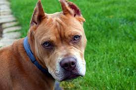 I am able to make quick assessments from the questionnaire results and the irs transcripts. Rednose Pitbull Tierisch Verliebt De