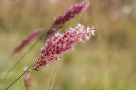 Image result for Melinis ambigua