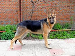 The top and bottom of the transport container to be stowed in the baggage hold must be fastened together with bolts and nuts. Russian German Shepherd Icewolves Of Europa