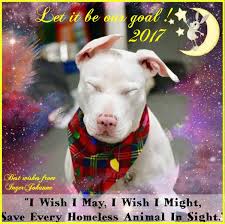 12 31 16 Dear Animal Friends Thank You To Each And Every One Of You For Repinning Sharing Animals In Need This Ye Tender Care Faith In Humanity Animals Friends