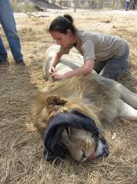 Injecting Male Lion Jpg Work With Animals Veterinary Vet Medicine