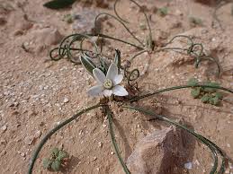Image result for Ornithogalum flexuosum