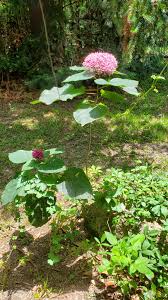 Image result for Clerodendrum silvanum