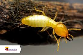 Scottsdale pest control and exterminator services in scottsdale, arizona area. Termite Treatment Phoenix Drywood Termites Vs Subterranean Termites