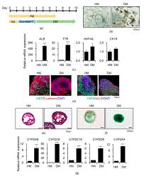 Check out our review here.buy this. Cells Free Full Text Effect Of Microbial Short Chain Fatty Acids On Cyp3a4 Mediated Metabolic Activation Of Human Pluripotent Stem Cell Derived Liver Organoids Html