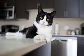 When the top cat is not there to use the preferred perch, the cat feels within her rights to claim it. Tips To Keep Cats Off Counters Union Lake Pet Services
