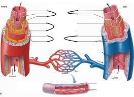 We did not find results for: Structure Of Veins And Arteries Diagram Quizlet