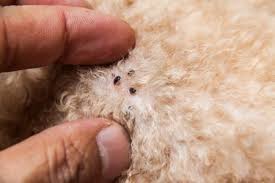 Image result for what do Cheyletiella look like in dog fur