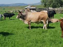 There are 243 brahman cattle for sale on etsy, and they cost $18.82 on average. Classified Ads For Livestock In Vryheid Olx South Africa