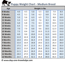 51 Right Dog Growth Chart Puppy