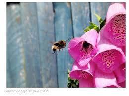 Spring flower arrangements to bring in the season. Protecting Ireland S Pollinators