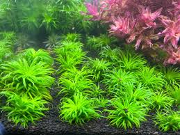 Image result for Syngonanthus