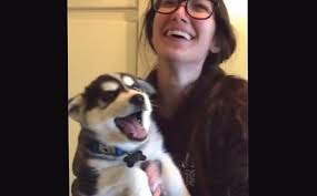 Die Besitzerin Eines Baby Huskys Lacht Sich Kaputt Uber Eine Ernsthafte Unterhaltung