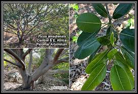 Image result for Ficus amadiensis