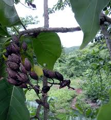 Image result for Hymenodictyon parvifolium