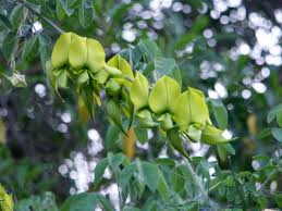 Image result for Crotalaria agatiflora