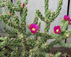 Image result for Opuntia imbricata