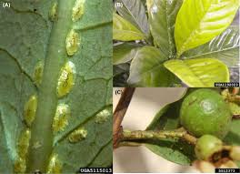 Image result for Chassalia umbraticola