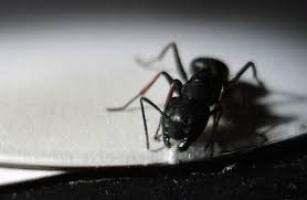 At bugman inc, we have been providing customers peace of mind for over 20 years. The Bugman Choking On The Splinters