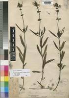 Image result for Ocimum urundense