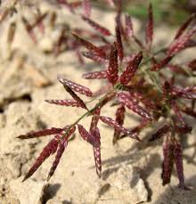 Image result for Eragrostis minor