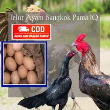 Temukan gambar ayam bangkok lucu & gambar ayam jago keren, unduh 8.000 gambar hd gratis!. Ayam Bangkok Pama Mangon Birma Pakhoy Asli F1 Telur Fertil Shopee Indonesia