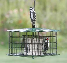 Caged Bird Feeders For Small Birds Uk Stunning Squirrel Proof Suet Feeder Suet Feeder Feeder Squirrel Proof Bird Feeders