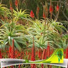 Aloe vera bitkisi bakımı, özellikleri ve çoğaltılması hakkında yanıtları sizler için bir araya getirdik. Sifali Bitki Aloe Vera Ve Turleri Plant Home