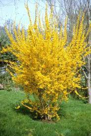 Lynwood Gold Forsythia Shrub Trees To Plant Forsythia Bush Forsythia
