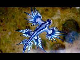 Maybe you would like to learn more about one of these? Facts The Blue Sea Dragon Youtube