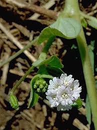 Image result for Boerhavia repens